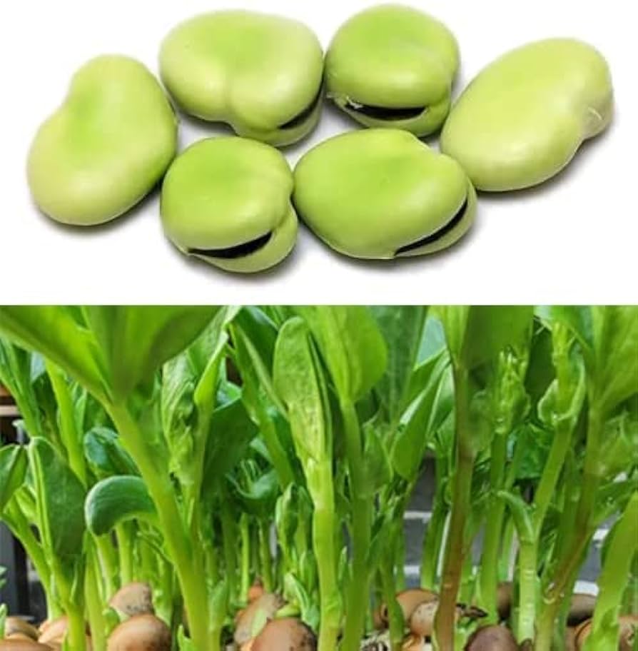 Amazon.com : Sow in Fall/Spring! 25 Fava Bean Seeds for